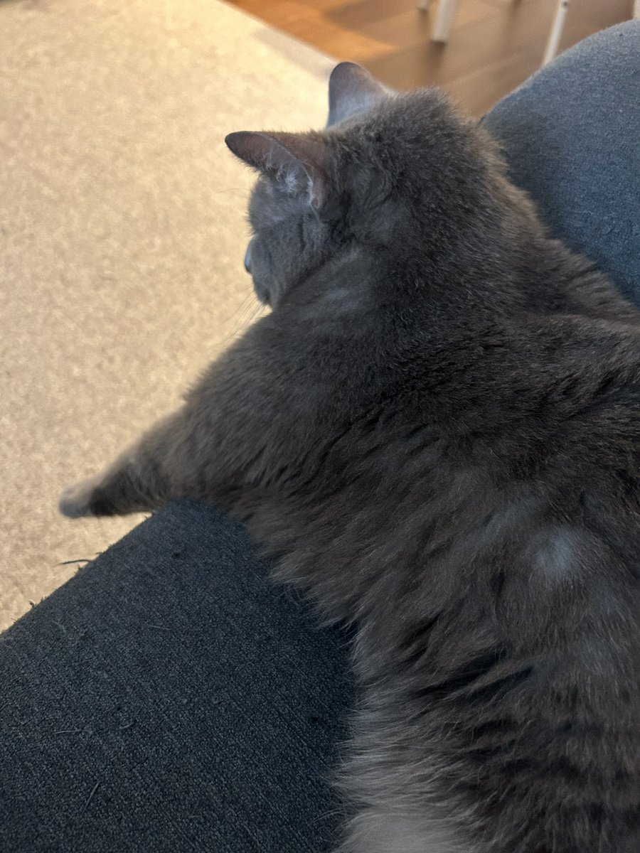 撫でながら『おっきいなぁ☺️』って言うたら『うん🐱』って返事されてキュンとなった

かぁわぁいいいいいいい