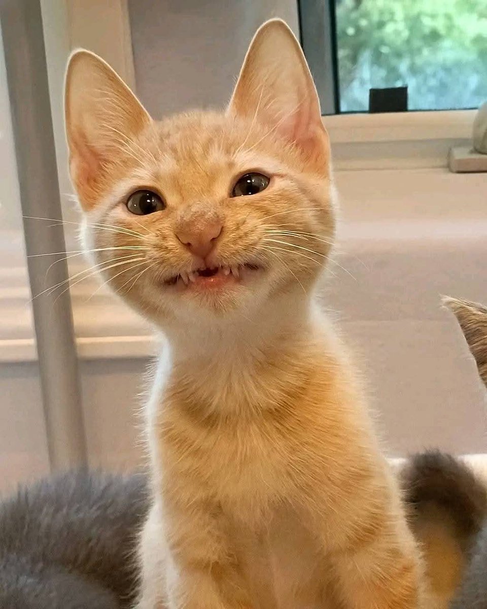 Mon🧙 (@lapinchemonse) on Twitter photo 