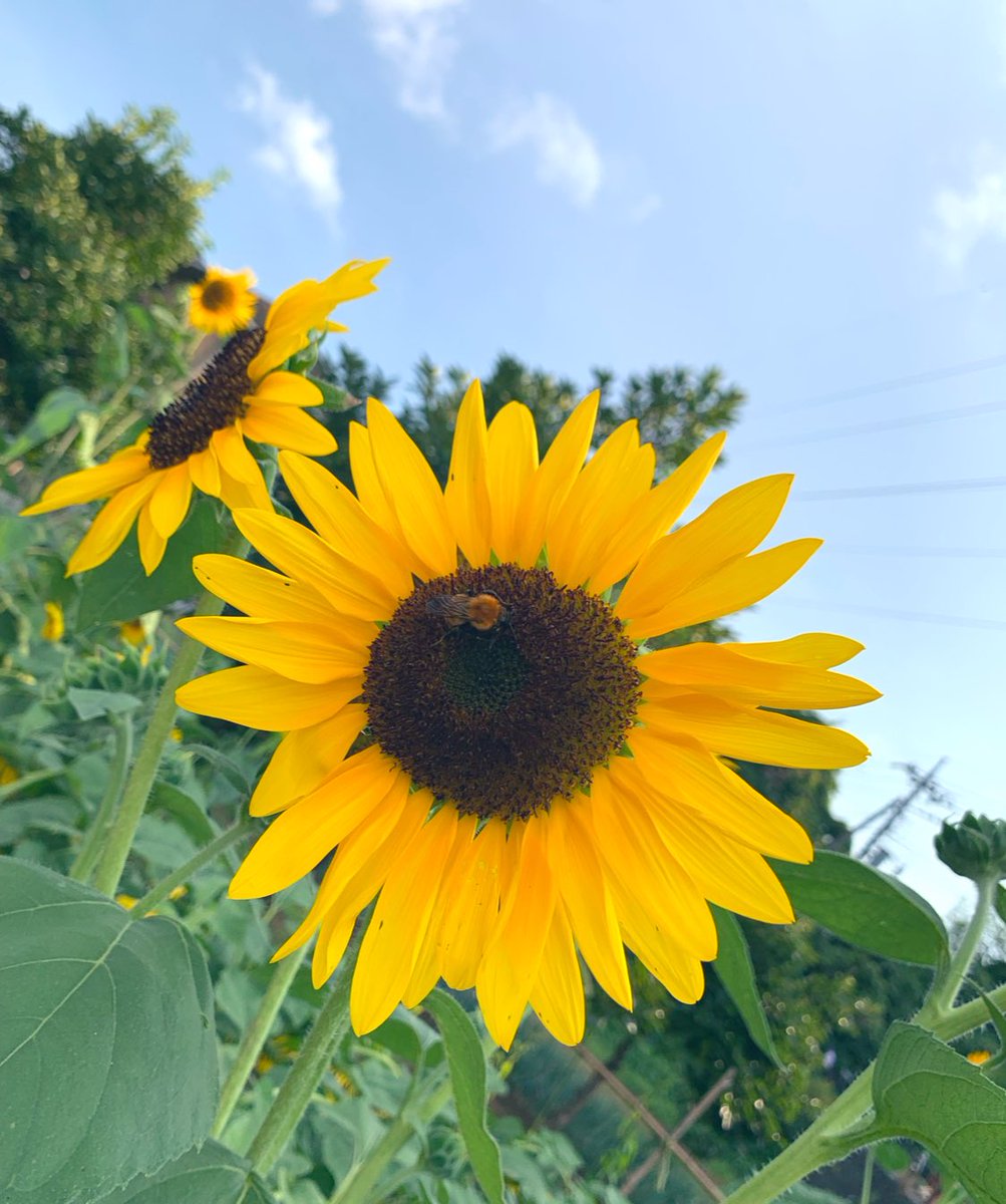 ガオーしにきたにゃ〜🦁ฅ
ɢ०ᵒᒄ ʍᵒʳᐢⁱᐢᵍ🌻
. . 𖥧 𖥧 𖧧 ˒˒. .🌳. . 𖥧 𖥧 𖧧 ˒˒. .🏡🌳. . 𖥧 
#ガオー曜日