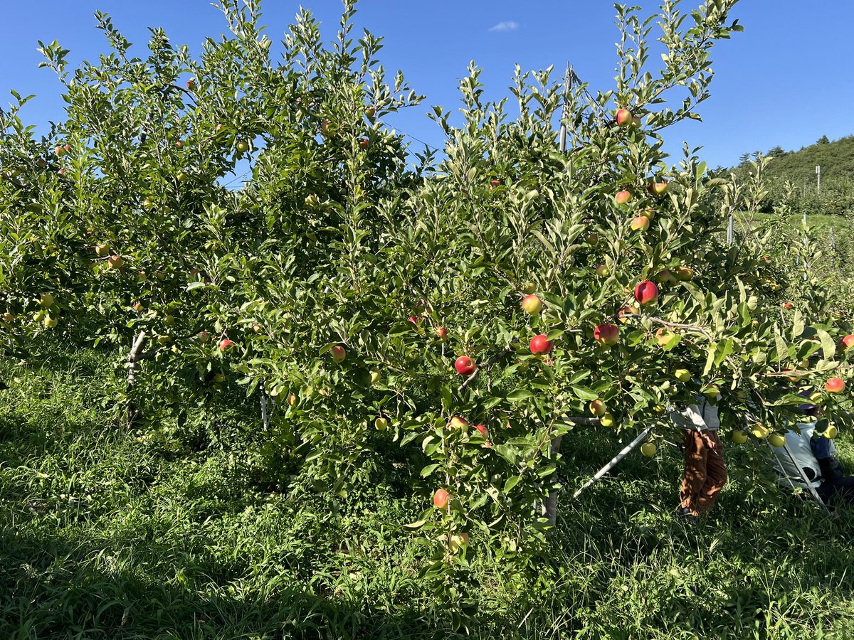 昨日から始めたさんさの葉摘み。
明日から雨予報なので、今日中に終わらせたいですね。

#りんご　#盛岡