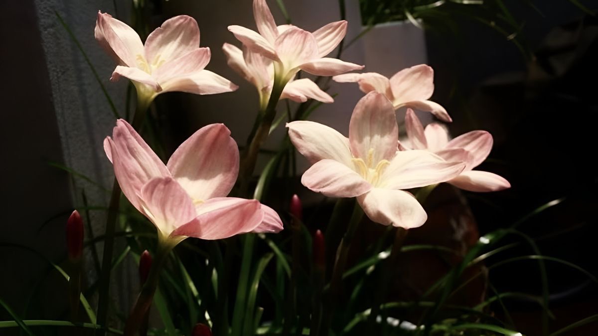 luz 𝜗𝜚 tweet media