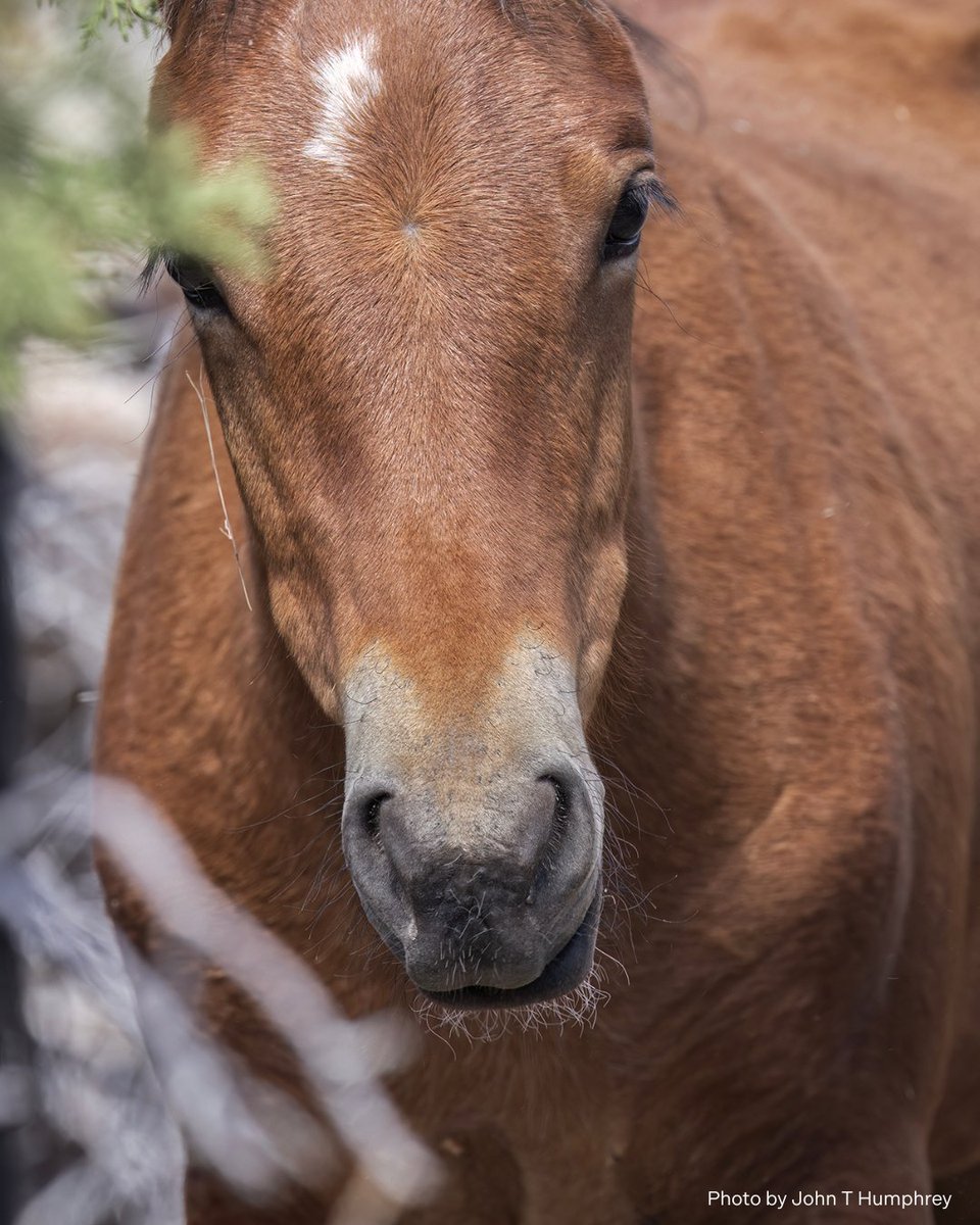 American Wild Horse Conservation tweet media