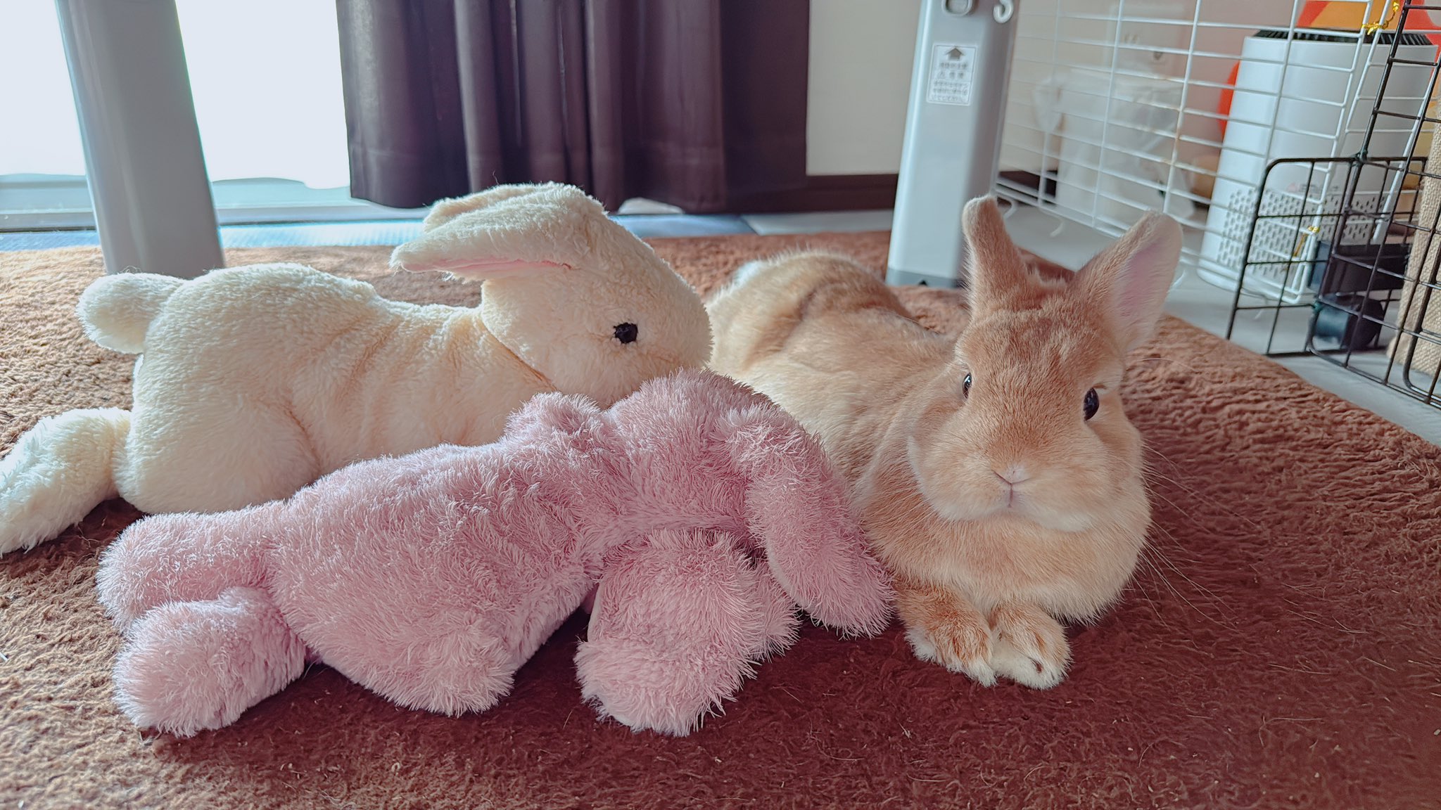 うさぎ_(・×・_∪⌒)ο うさぎのうに🐰 on X: 