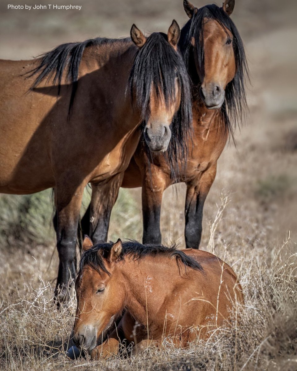American Wild Horse Conservation tweet media