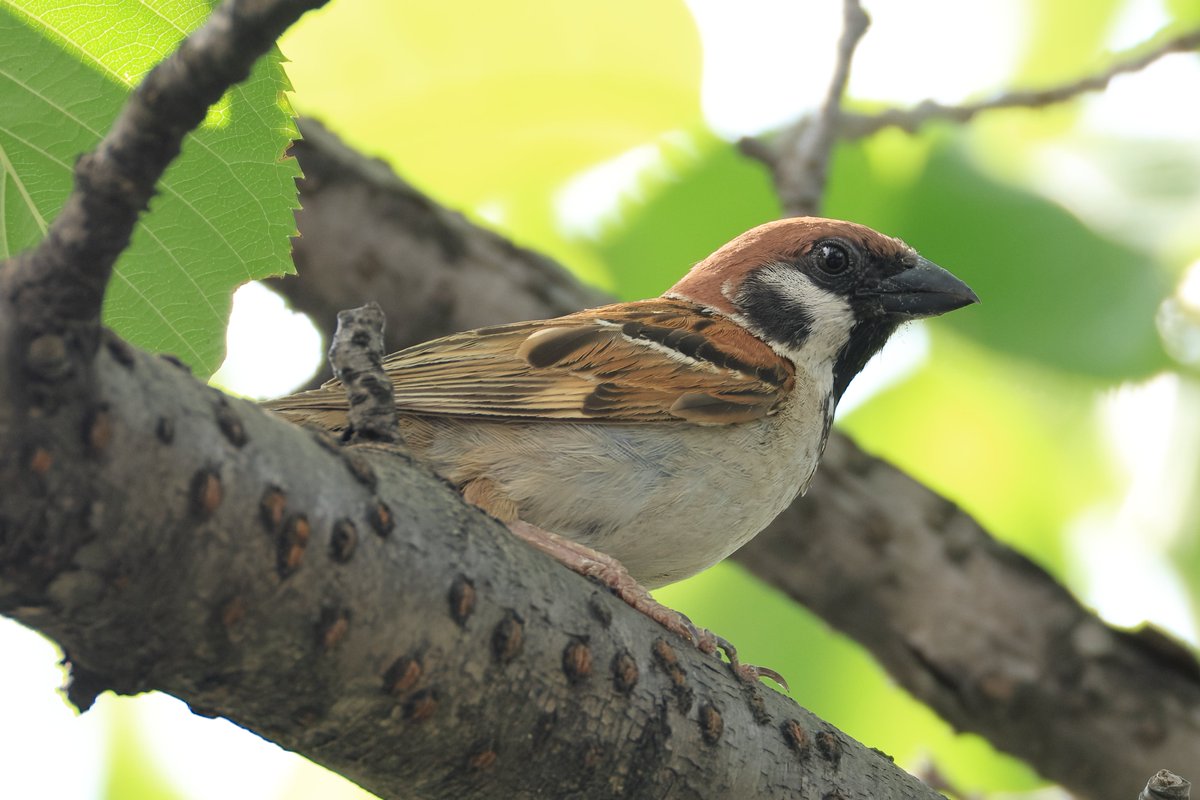 暑くても涼しげな表情の #スズメ 。

▼野鳥写真図鑑「スズメ」
global.canon/ja/environment…