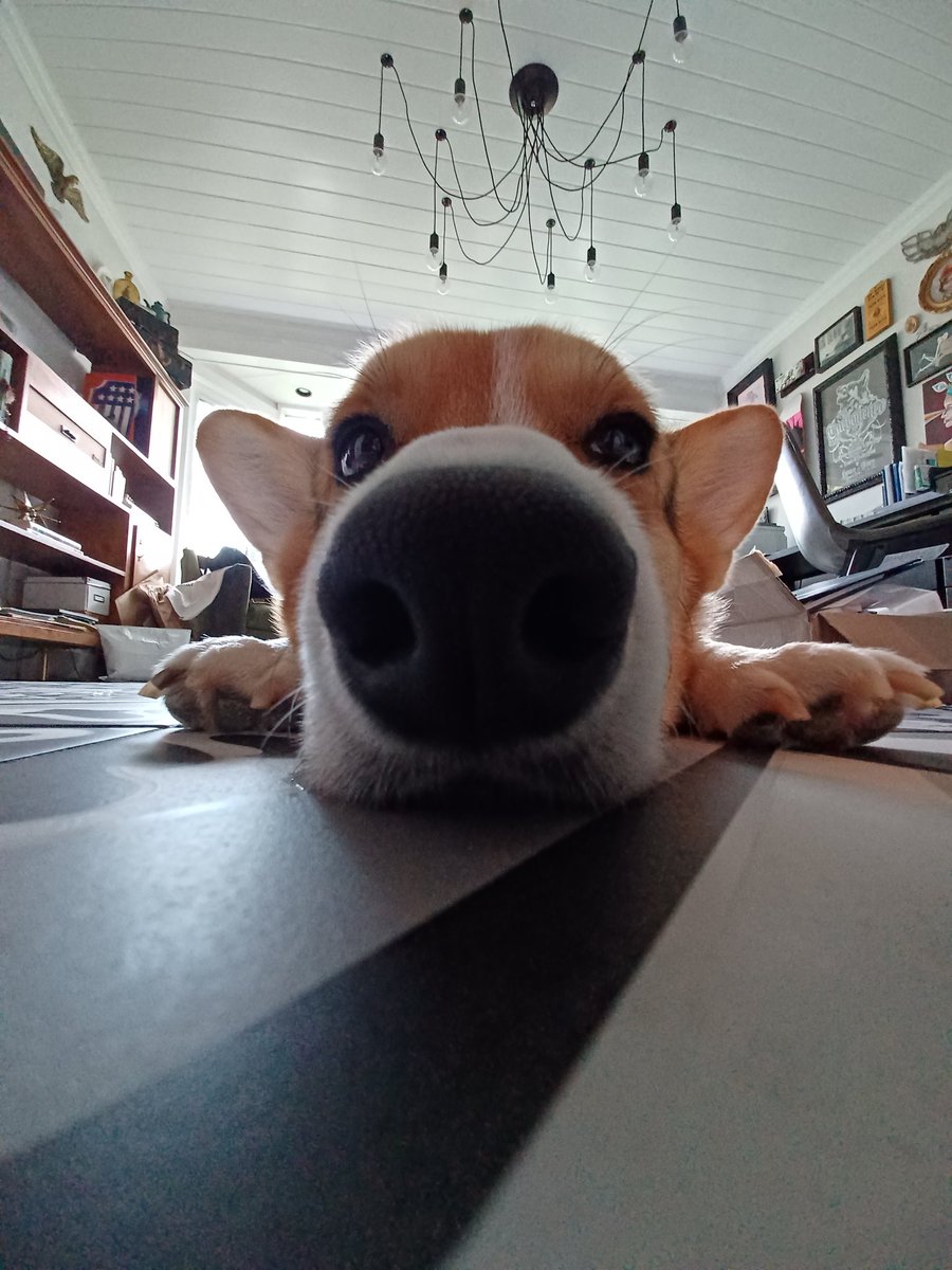 imcorinnemec's tweet image. I&apos;m #TheodoreCorgivelt who dis??