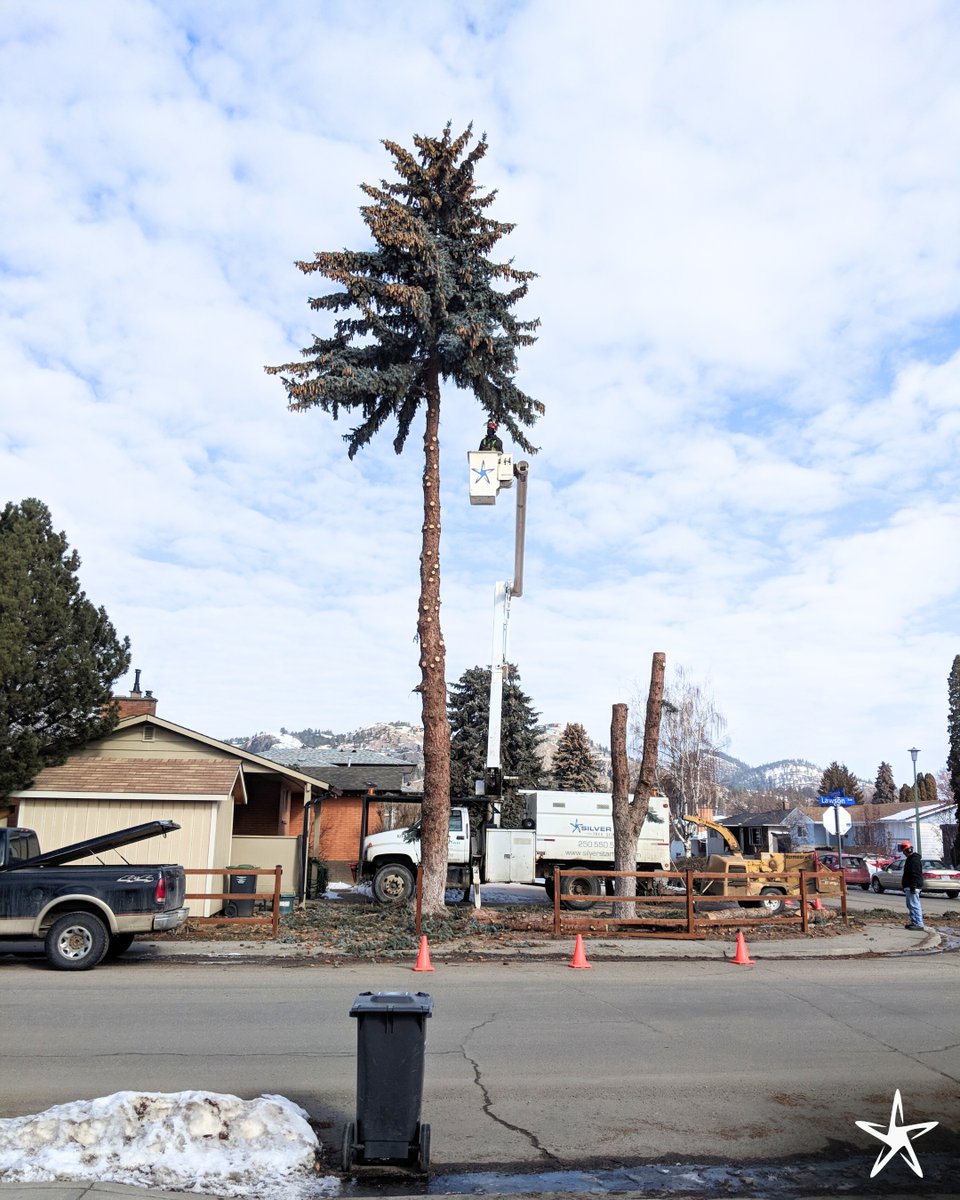 silverstartree's tweet image. 🌲 Tackling Tall Trees with Skill
With the right equipment and experience, we safely handle even the biggest removals, keeping your property protected every step of the way.
Book now: silverstartree.com
#TreeRemoval #TreeCareExperts #SafeTreeWork #SilverStarTree
