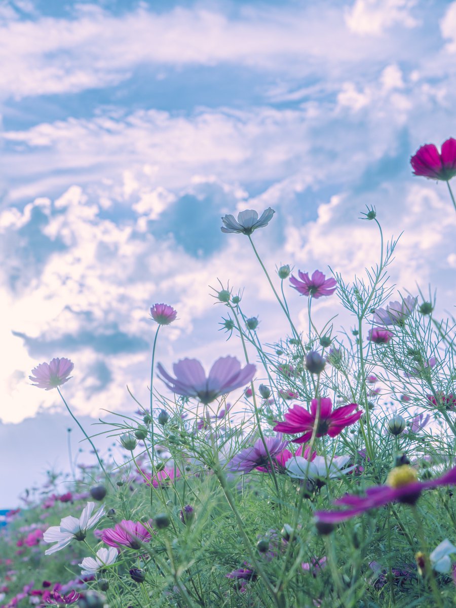 おはよ。涼しい秋の訪れを願う猛暑の朝。
今日も熱中症に気をつけて、ゆるっとのんびりほどほどにがんばろ〜ヽ(・∀・)