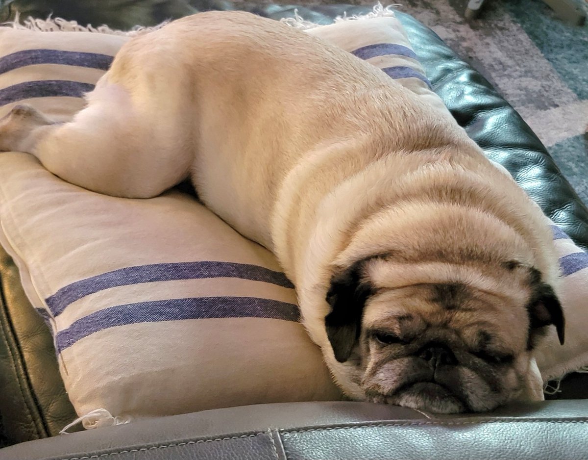 SarahPug12's tweet photo. Stella snoooozing on this chilly Monday evening π΄β¨οΈπ Happy Monday, friends π§‘#Stella #Snoooozing https://t.co/DjJstsi28P