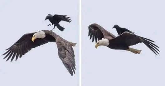 NargisQaiser's tweet photo. کوا وہ واحد پرندہ جو عقاب کو تنگ کر سکتا ہے. یہ پرندوں کے بادشاہ عقاب کی پشت پر بیٹھ جاتا ہے اور اپنی چونچ سے اسکی گردن پر کاٹتاہے۔ جبکہ کوے سے زیادہ طاقتور عقاب کوے کا مقابلہ کرنے میں اپنی طاقت اور وقت صرف نہیں کرتا۔ 👇 https://t.co/JAhTyCeyqm