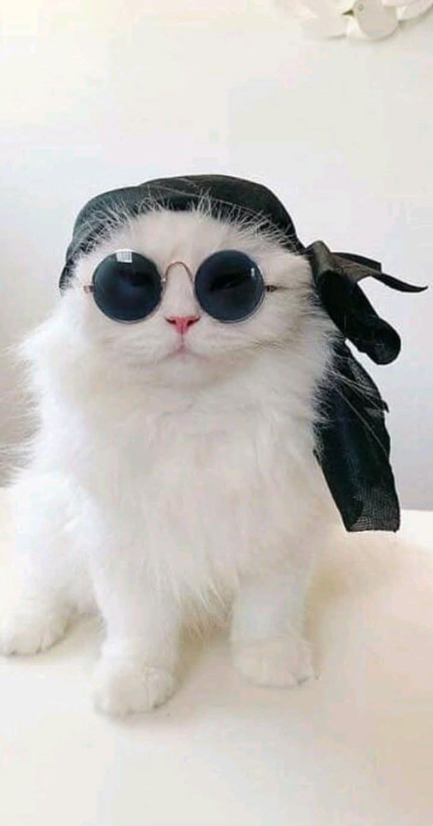 Mon🧙 (@lapinchemonse) on Twitter photo 