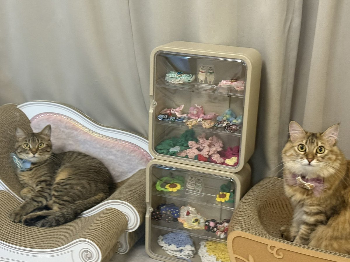 宝物ボックスにゃ💝✨