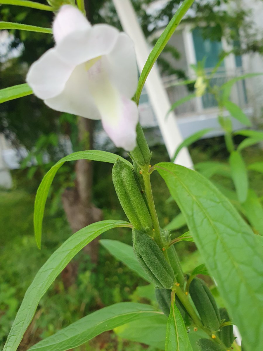 꽃은 행복입니다 ❤️ 
행복한 하루 보내세요 👍