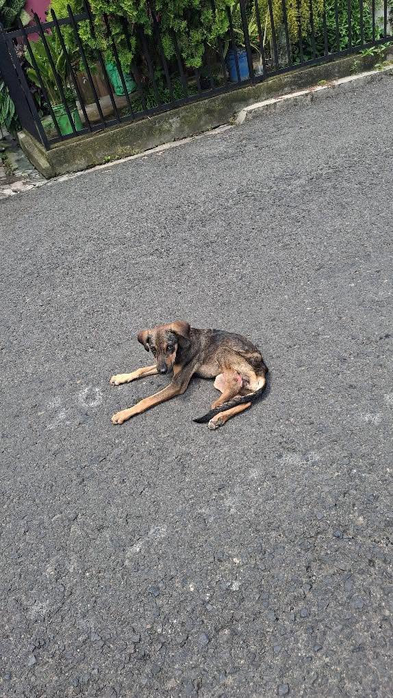 ESTÁ HERIDO DE UNA PATA
AYUDA. AYUDA. AYUDA.

Nos envían:

“Hola fíjese que yo ando trabajando en Lourdes por al Alcaldía de nuevo Lourdes y hay un perrito en mal estado necesita ayuda.... si pudieran publicarlo pa que lo ayuden”