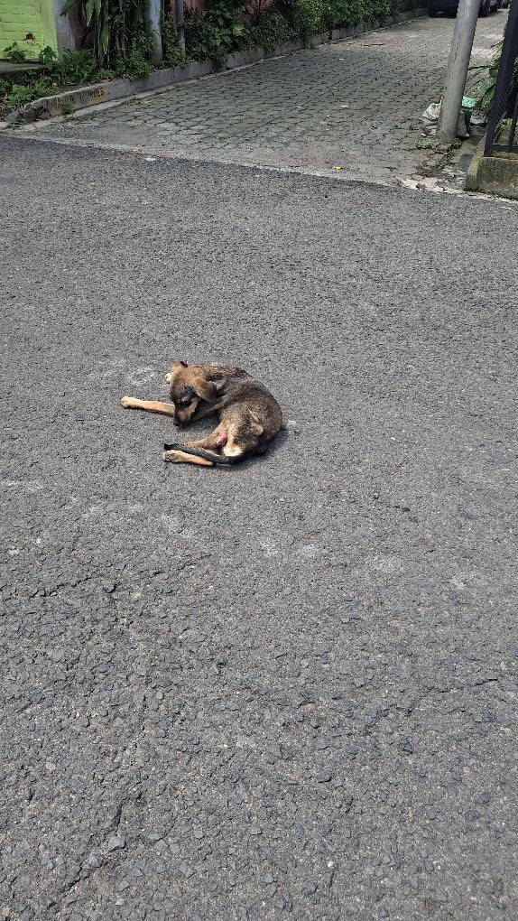 ESTÁ HERIDO DE UNA PATA
AYUDA. AYUDA. AYUDA.

Nos envían:

“Hola fíjese que yo ando trabajando en Lourdes por al Alcaldía de nuevo Lourdes y hay un perrito en mal estado necesita ayuda.... si pudieran publicarlo pa que lo ayuden”
