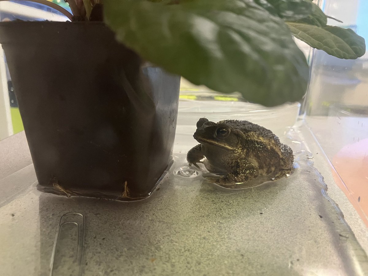 We had a friendly visitor in our classroom today! This is a Gulf Coast Toad - aptly named “Toady” by the kids!☺️ 1st Grade studied his habitat, life cycle, ability to camouflage, &amp; more! We even saw Toady enjoy some tasty bugs for lunch! It was a TOAD-ally awesome experience!