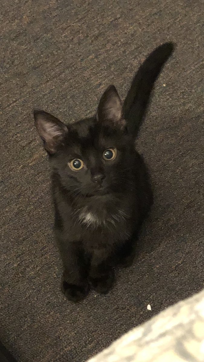 I am a day late, but yesterday was #BlackCatAppreciationDay and my favoritest tiny panther is my friend Mira. Here’s one of her Mahm’s favorite photos of her. I guess it is #MiraMonday! 🐈‍⬛