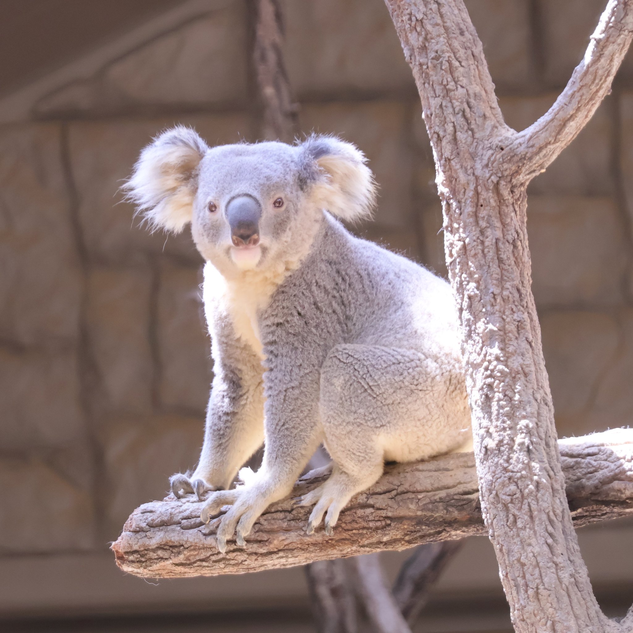 コアラ　他の方はご遠慮願います もしや毎日イチャイチャしてるのかな🐨🎩🐨🌸 20250813
