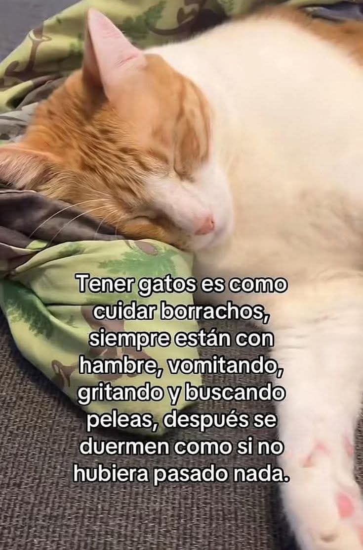 Mon🧙 (@lapinchemonse) on Twitter photo 