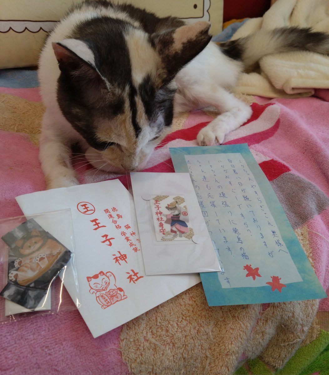 大阪府在住のフォロワーさんが徳島県に帰省された際に猫神様で有名な