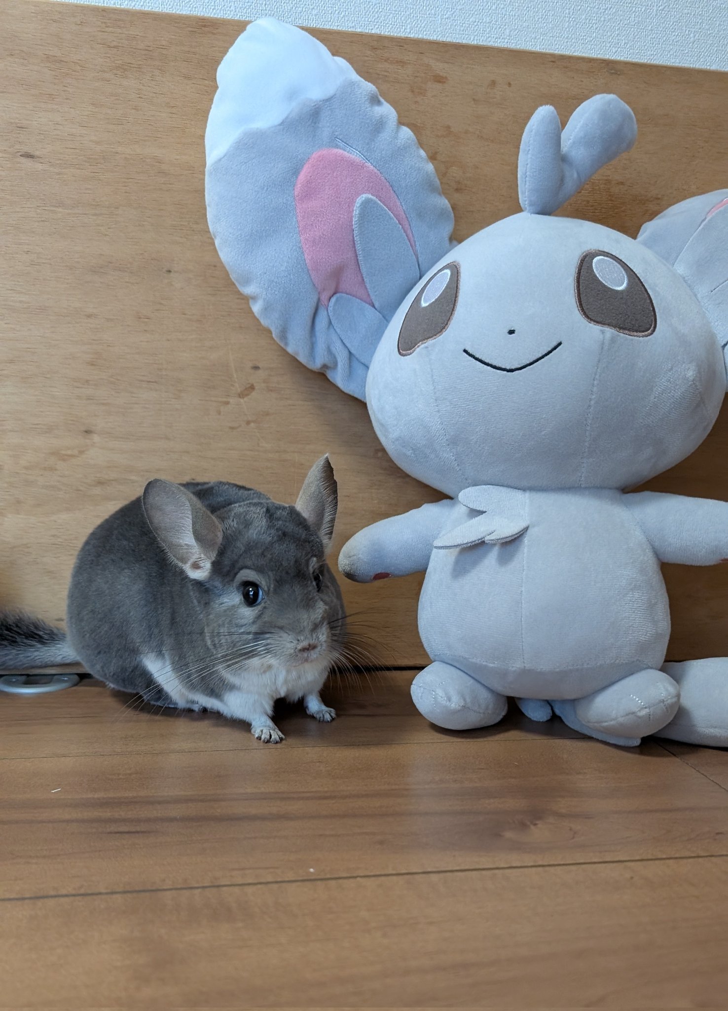 チンチラのふわちゃん on X: 