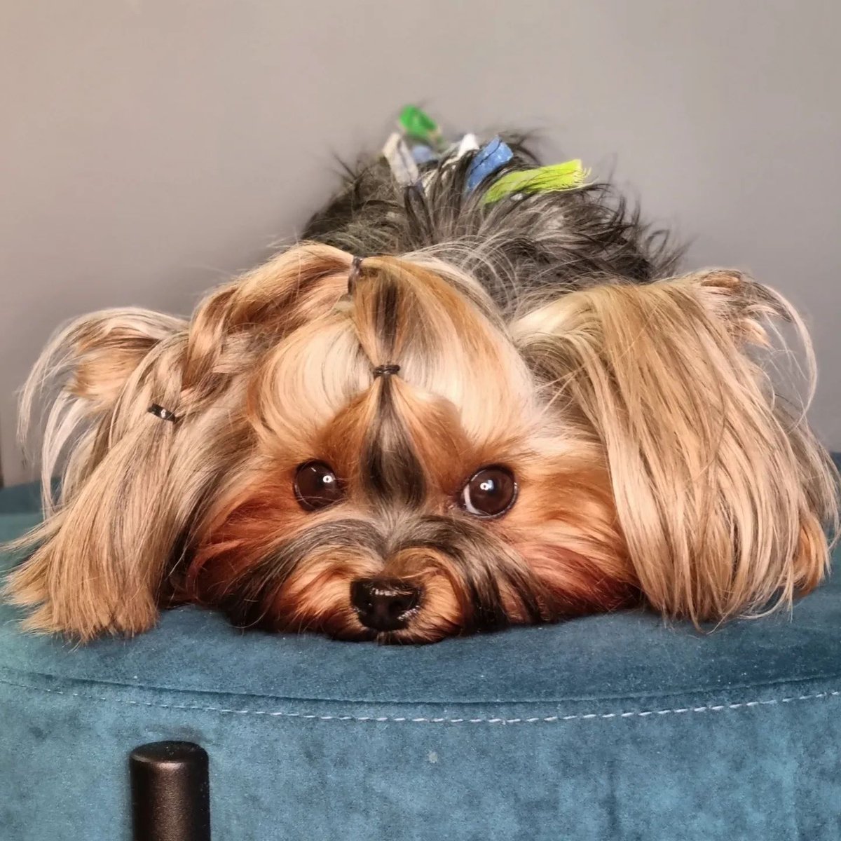 YorkieShoutOuts's tweet photo. ➡️REPOST/SHOUTOUT⁠
⁠
🐾⁠
DM for 📷 Photo credit or removal ⁠(All rights are reserved &amp; belongs to their respective owners)⁠
⁠
❤️Follow Us if you love Yorkies!❤️⁠#yorkieshoutouts ( #📷 @m_i_r_a__p_r_a_d_a ) https://t.co/yB6wRLphuV