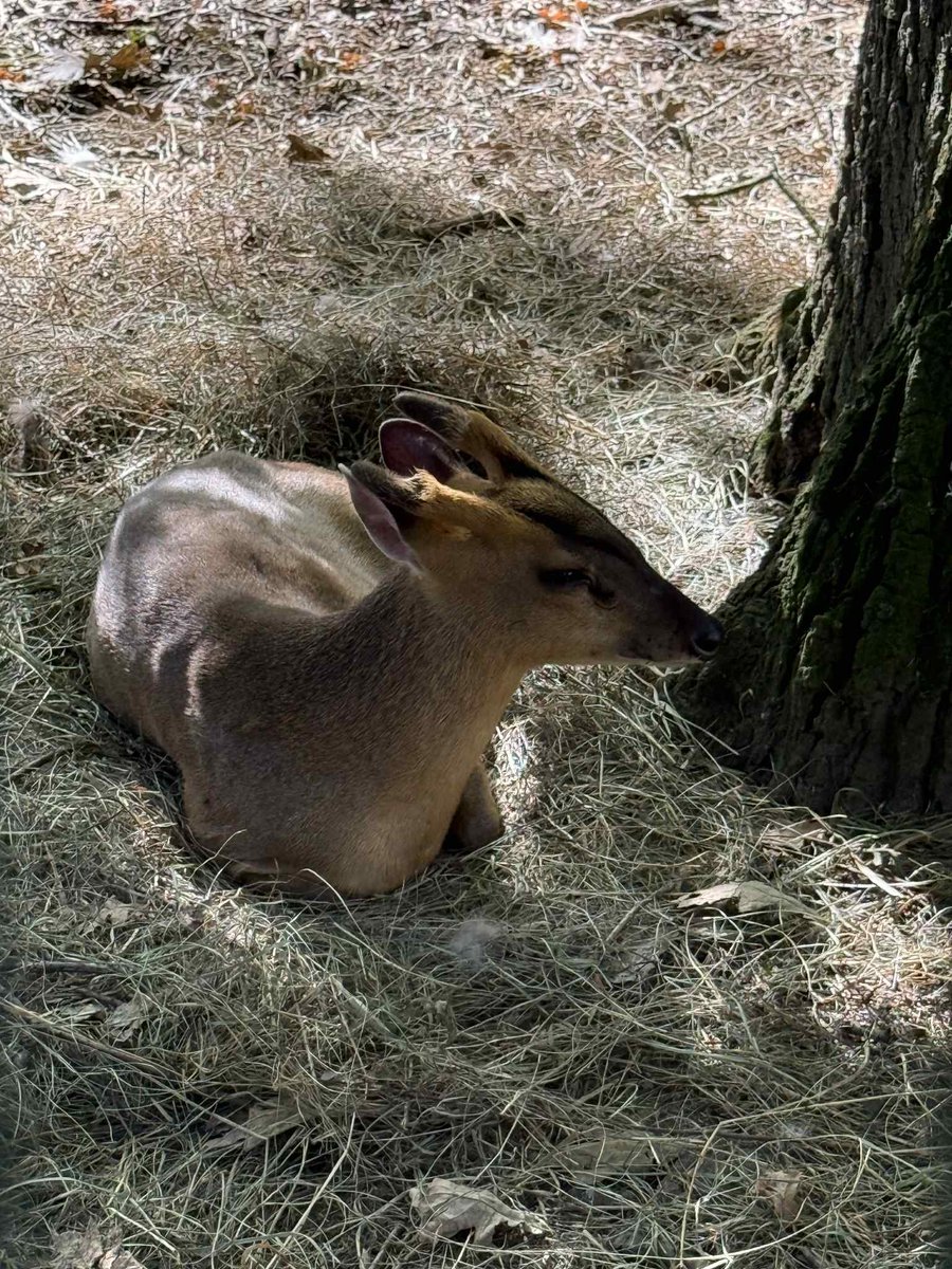 TerriblySadDay's tweet image. saw a deer at the zoo #sohappy