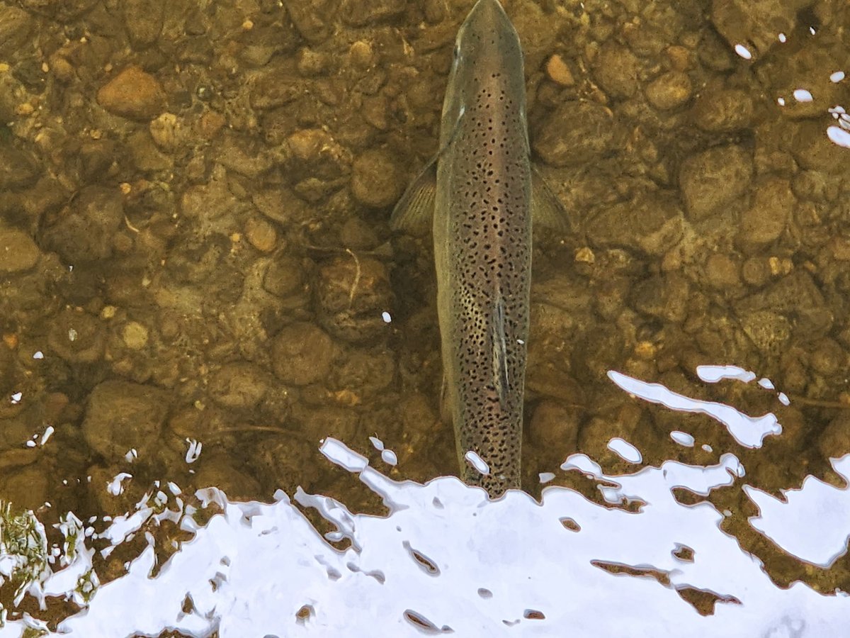 FISH Wrap - First Fish Sighting August 2025 - mailchi.mp/dc5feb205729/f…