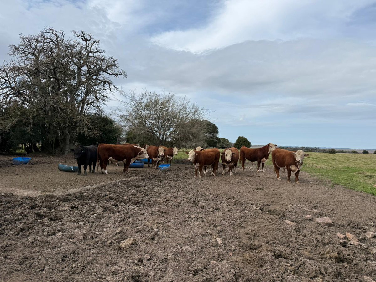 PlanAgro's tweet photo. El  #sábado 🗓️16/8 en 📍Pan de Azúcar, Maldonado

Se realizó la salida de campo del Módulo III -Producción Animal 
✅Cría y recría
En 📌Establecimiento de la Familia Rubio
🗣️@rafaelcarriq @jafernandez666 @ineparedescosta 

#Capacitación #CGD #EaD #Ganadería #Campo https://t.co/fXIkZv5DIB