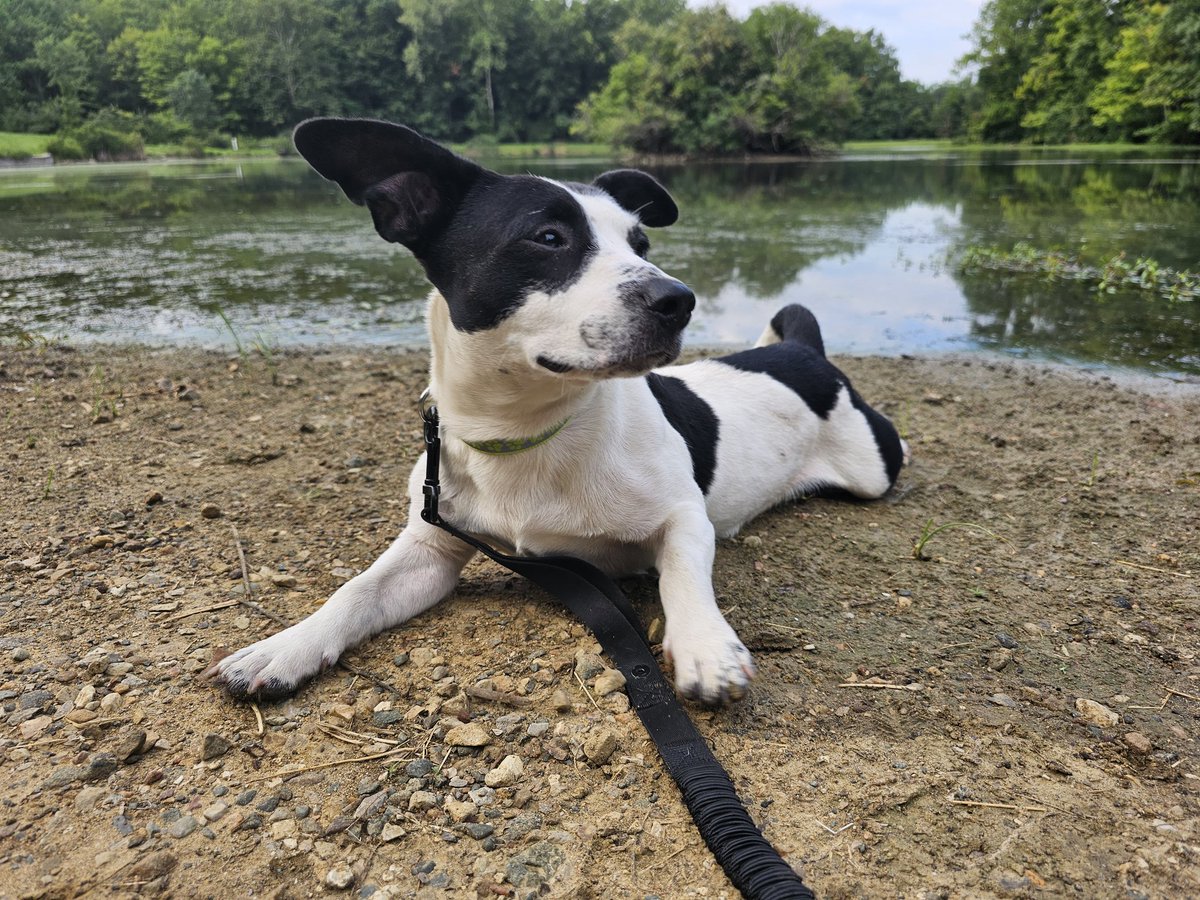 No more eeping outside or playing in traffic for this lil man! 🥹

We will continue posting on social media to look for his owner, but he has been tentatively rehomed for now 🐶💚