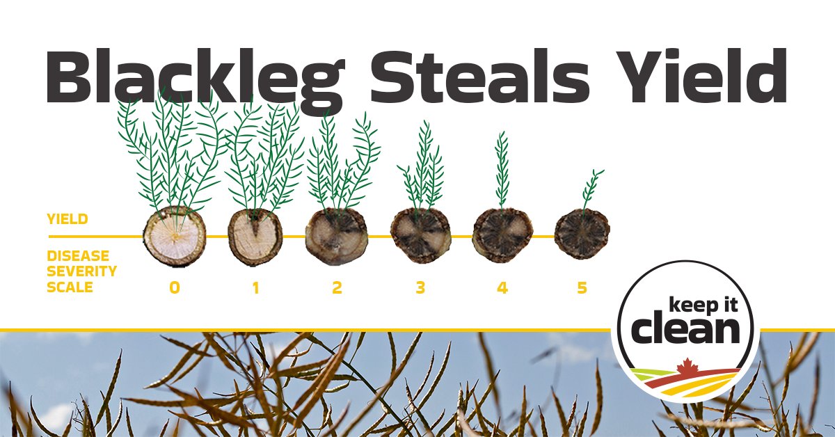 Blackleg in canola can cause yield and quality losses, impact profitability and may create a market risk. Pre-harvest scouting is the best time to check the effectiveness of your blackleg management plan. Learn more👉 bit.ly/430j2Mb 

#SustainableCdnAg #Canola #WestCdnAg