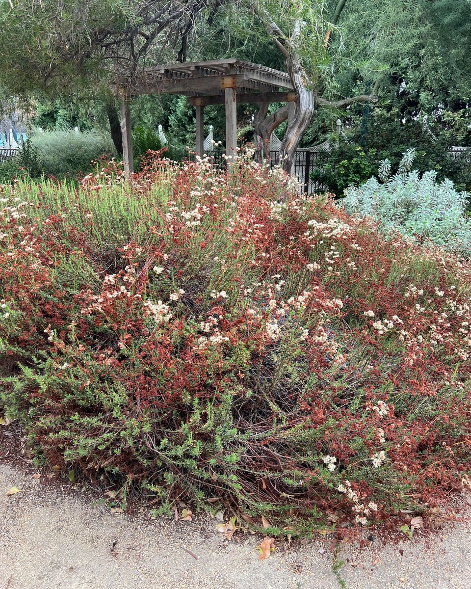 SBCountyMuseum's tweet photo. Having a menty b? Hang out in our NGP (Native Plant Garden). https://t.co/wz0fYQtLNt