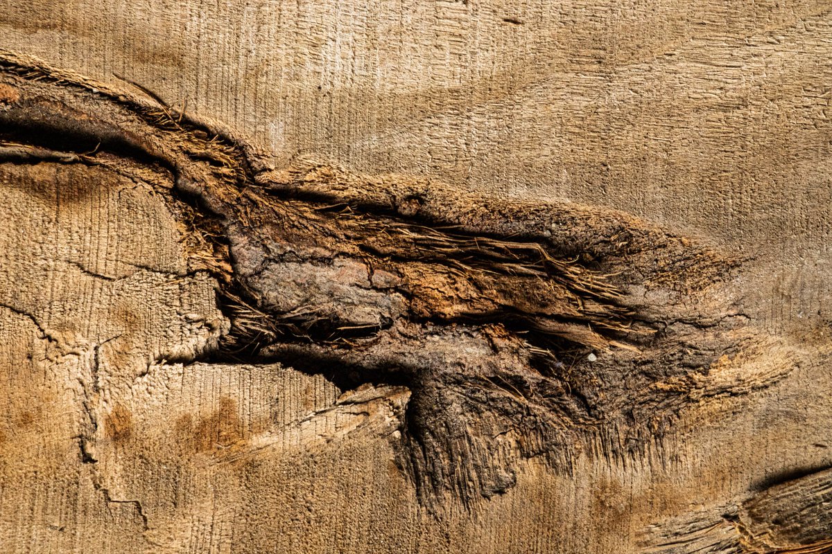 wooden mole
nature Collection on #objkt
3/3
Price: 2.30 #tezos
link🔗
objkt.com/tokens/KT1LNFF…

#NFT #NFTCommunity #NFTCollection #NFTCollectors #tezosart #TezosArts #tezosnft #NaturePhotography #NatureLover #photo #photograghy