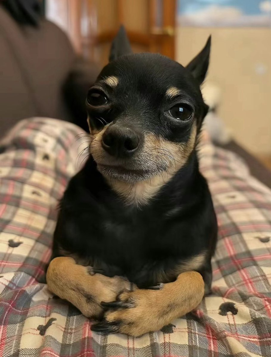 nesspenguin89's tweet image. 2 more hours till merch drop!!!!
#HelluvaBoss #Sharkrobot