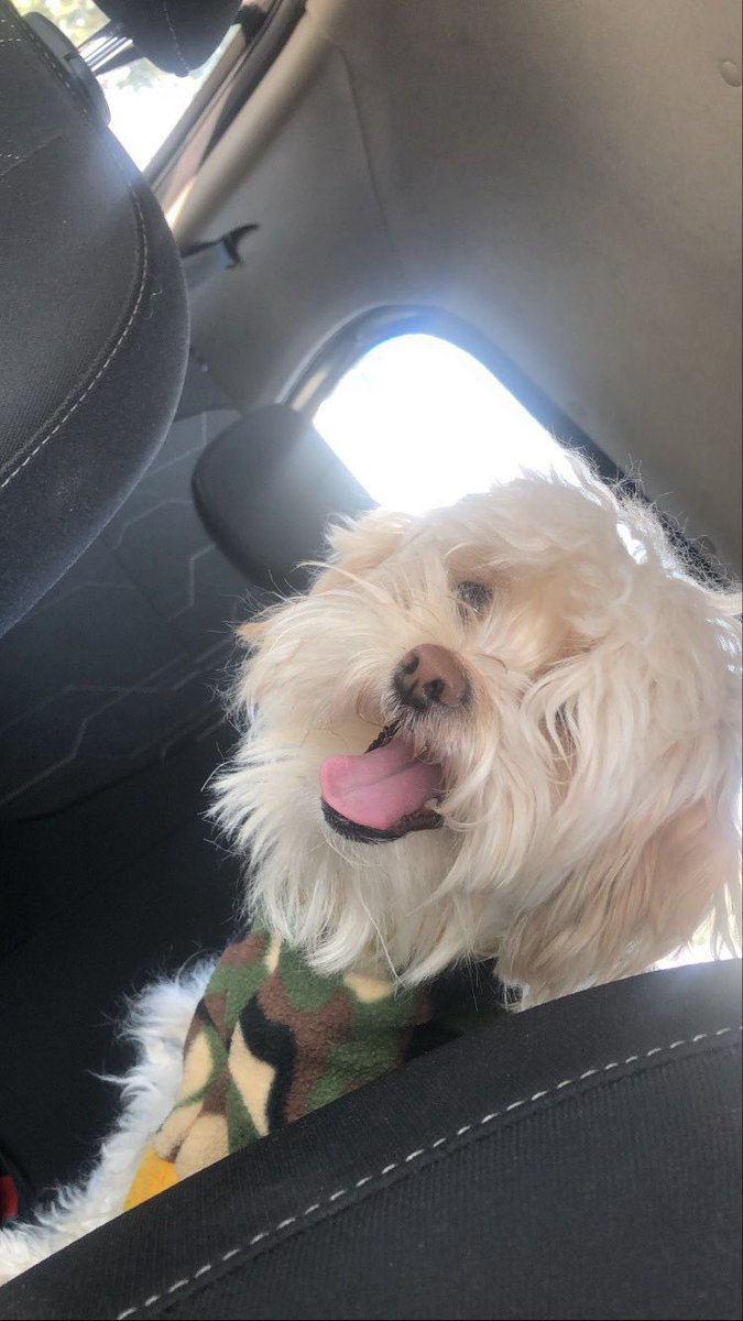 <a href="/AlertaQuilicura/">AlertaQuilicura2025🥂</a> Mi perrito se perdió. Si alguien por casualidad lo ve, por favor reténgalo. No es violento ni muerde. Se llama Kratos, es blanquito. Tiene la punta de su colita torcida, y una mancha café en la espalda. En caso de cualquier cosa, comuníquese conmigo