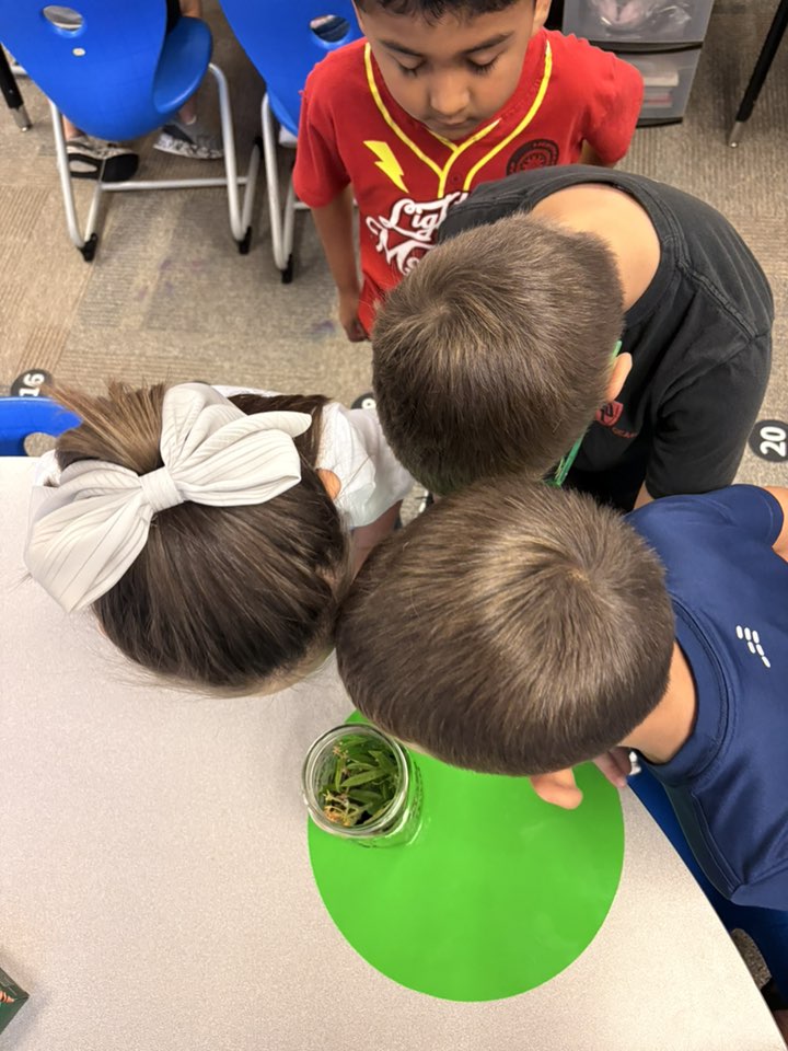 Community Schools of Frankfort (@csfhotdogs) on Twitter photo Ms. Hodgen discovered monarch caterpillars in her garden and brought them in to share with her class at <a href="/BRP_Rockets/">Blue Ridge Primary Elementary</a>. These kiddos are so excited to observe their journey from caterpillar to butterfly! π¦πΏ #hotdogexcellence Ms. Hodgen discovered monarch caterpillars in her garden and brought them in to share with her class at <a href="/BRP_Rockets/">Blue Ridge Primary Elementary</a>. These kiddos are so excited to observe their journey from caterpillar to butterfly! π¦πΏ #hotdogexcellence