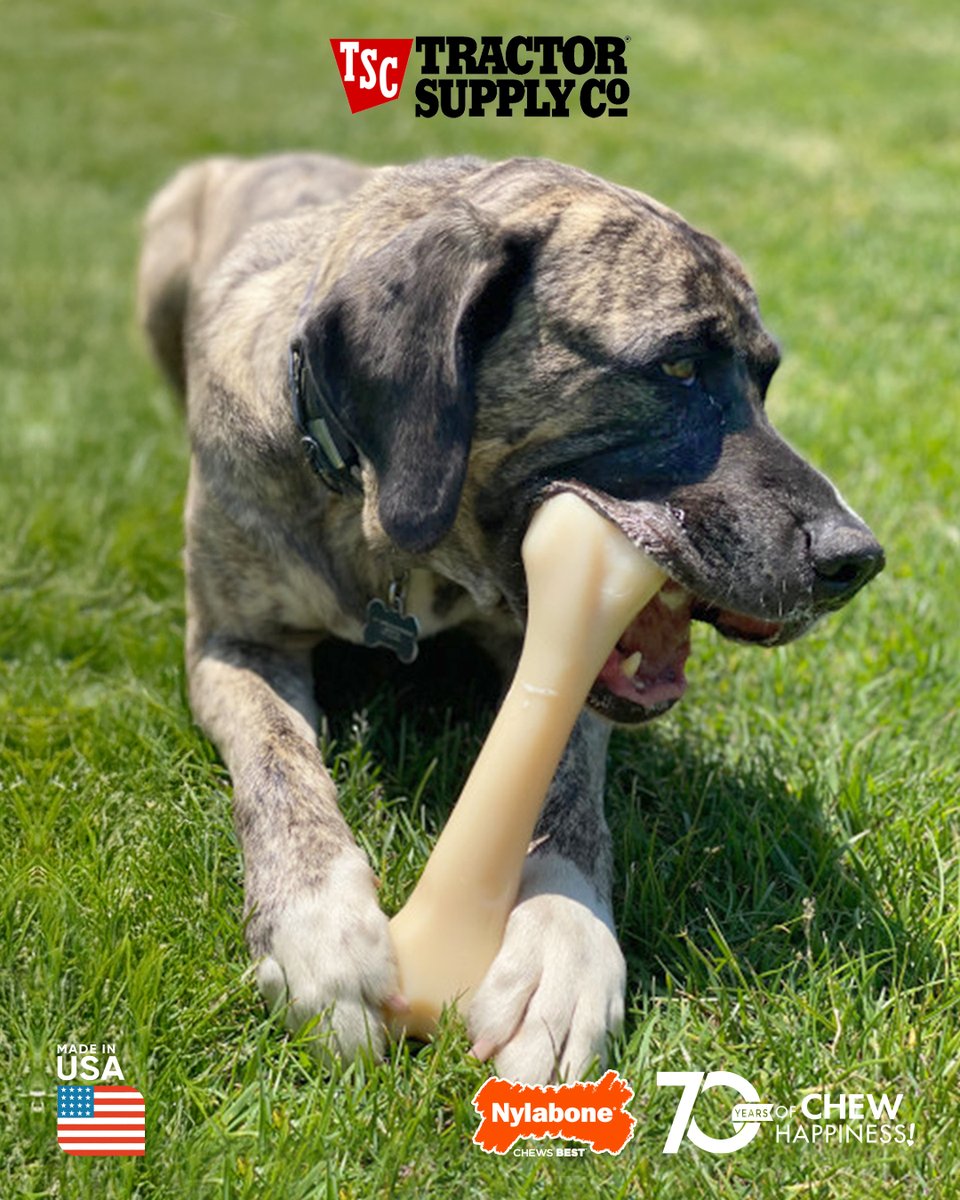 Nylabone Products (@nylabone) on Twitter photo XXL dogs deserve XXL chews...like this Big Monster Chew toy! Grab one for your dog at <a href="/TractorSupply/">Tractor Supply</a> today.
#Nylabone #tractorsupply #dogchewtoys #chewtoys XXL dogs deserve XXL chews...like this Big Monster Chew toy! Grab one for your dog at <a href="/TractorSupply/">Tractor Supply</a> today.
#Nylabone #tractorsupply #dogchewtoys #chewtoys