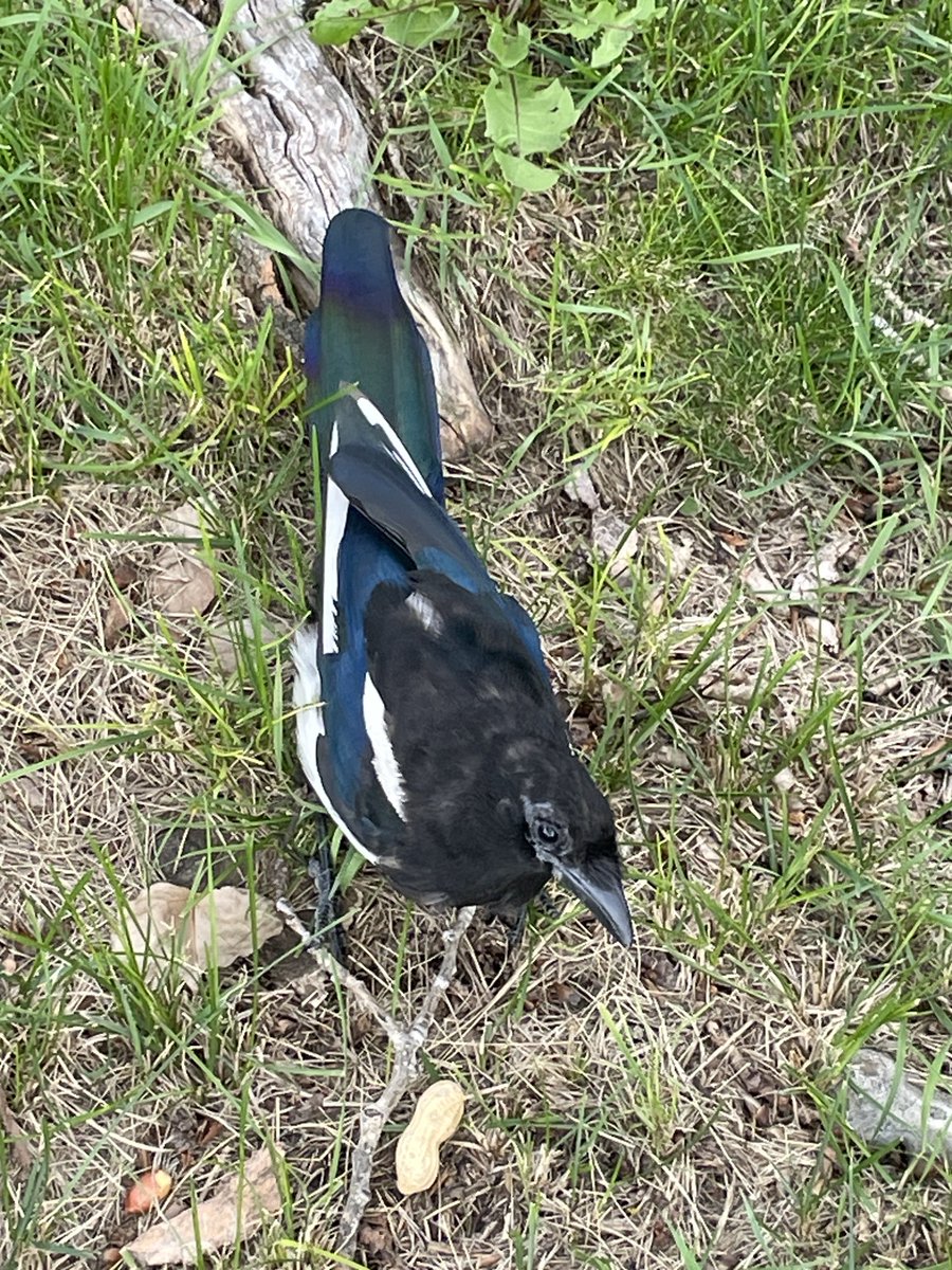 Ever feel like you’ve been given a sign?  I was sitting worrying in the dentists chair when I saw a shadow on the glass roof. Expected a pigeon - it was a magpie, coming to look in on me. And everything was fine. 😆 #Magpies (not this one but that’s the look I got!). Happy Monday