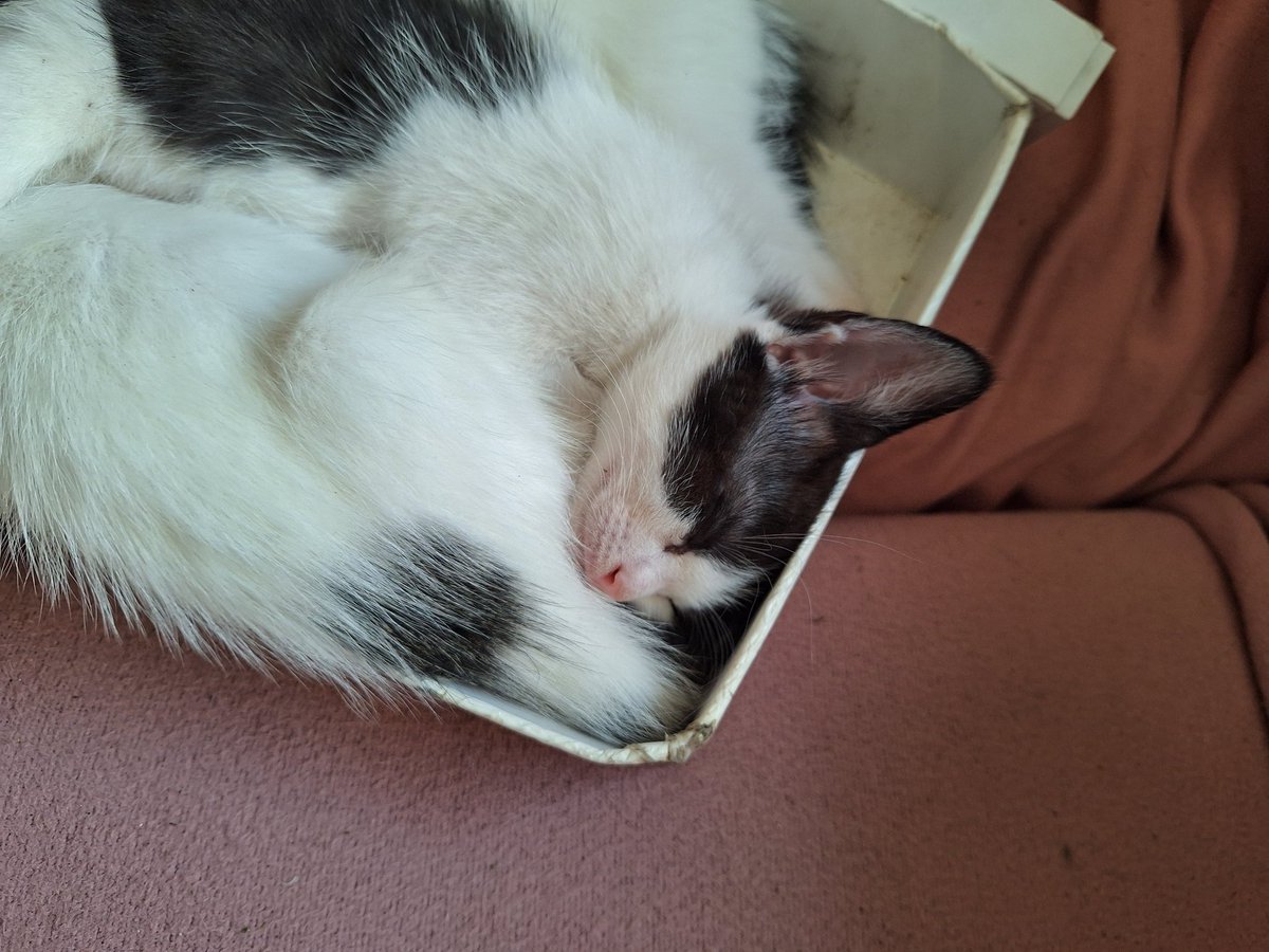 Buscando un hogar cariñoso para estas linduras de mes y medio, en Lima, si se animan o gustan ayudar pueden hacerlo con Repost y favs 🐈‍⬛🫣🫰🏻✨