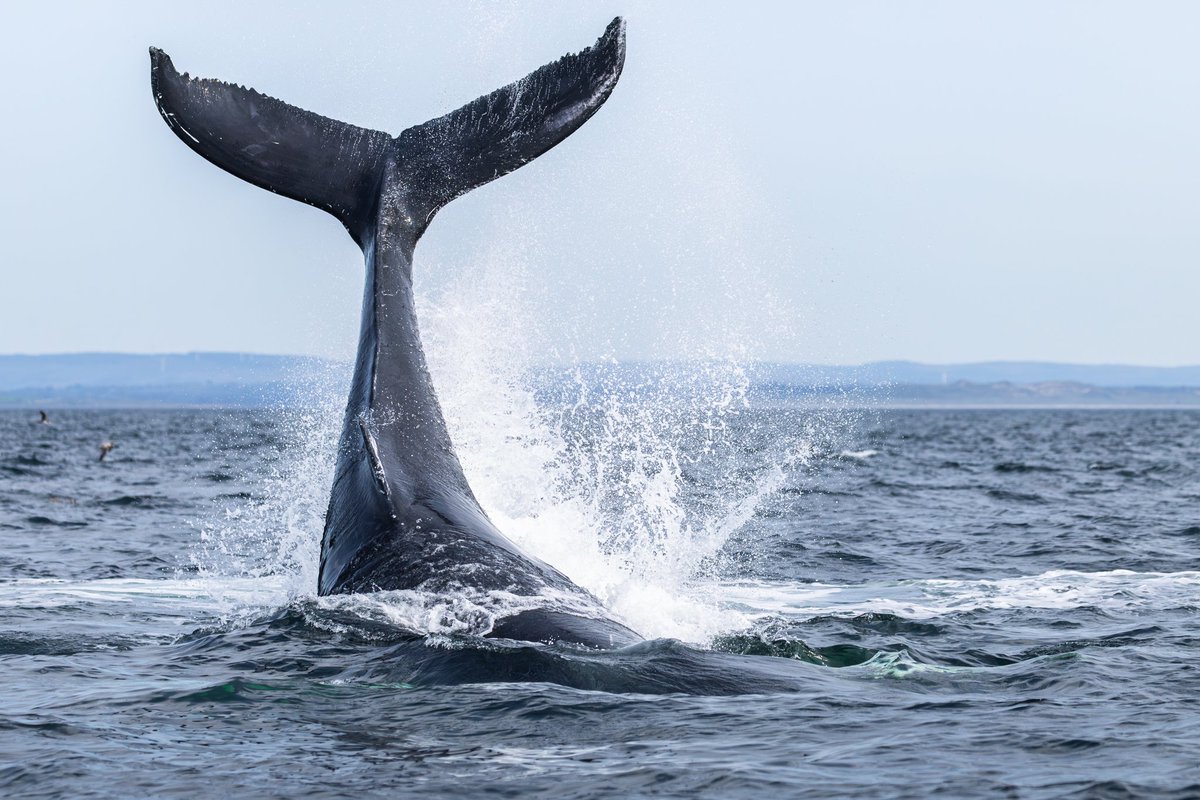 dunbar44's tweet photo. Incredible day in Donegal Bay, humpack tail slapping ! Huge bait ball with fin whales lunging supported by common Dolphins , Tuna and a huge amount of birds. #donegal https://t.co/oQQcM090WY