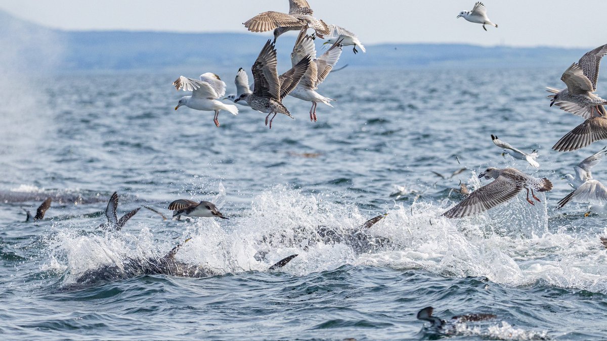 Stephen dunbar (@dunbar44) on Twitter photo Incredible day in Donegal Bay, humpack tail slapping ! Huge bait ball with fin whales lunging supported by common Dolphins , Tuna and a huge amount of birds. #donegal Incredible day in Donegal Bay, humpack tail slapping ! Huge bait ball with fin whales lunging supported by common Dolphins , Tuna and a huge amount of birds. #donegal