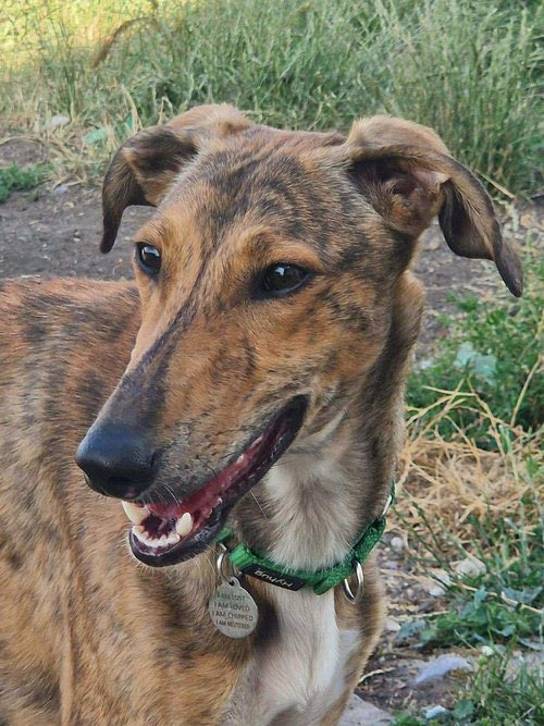 Mila is friendly, sociable, eager to learn, house-trained, and as pretty as she is petite (just 22 TTS and 18kg). Her unique way of showing joy? Hilarious "froglet" jumps where she springs into the air with all four paws off the ground – it’s pure joy to watch! #k9hour