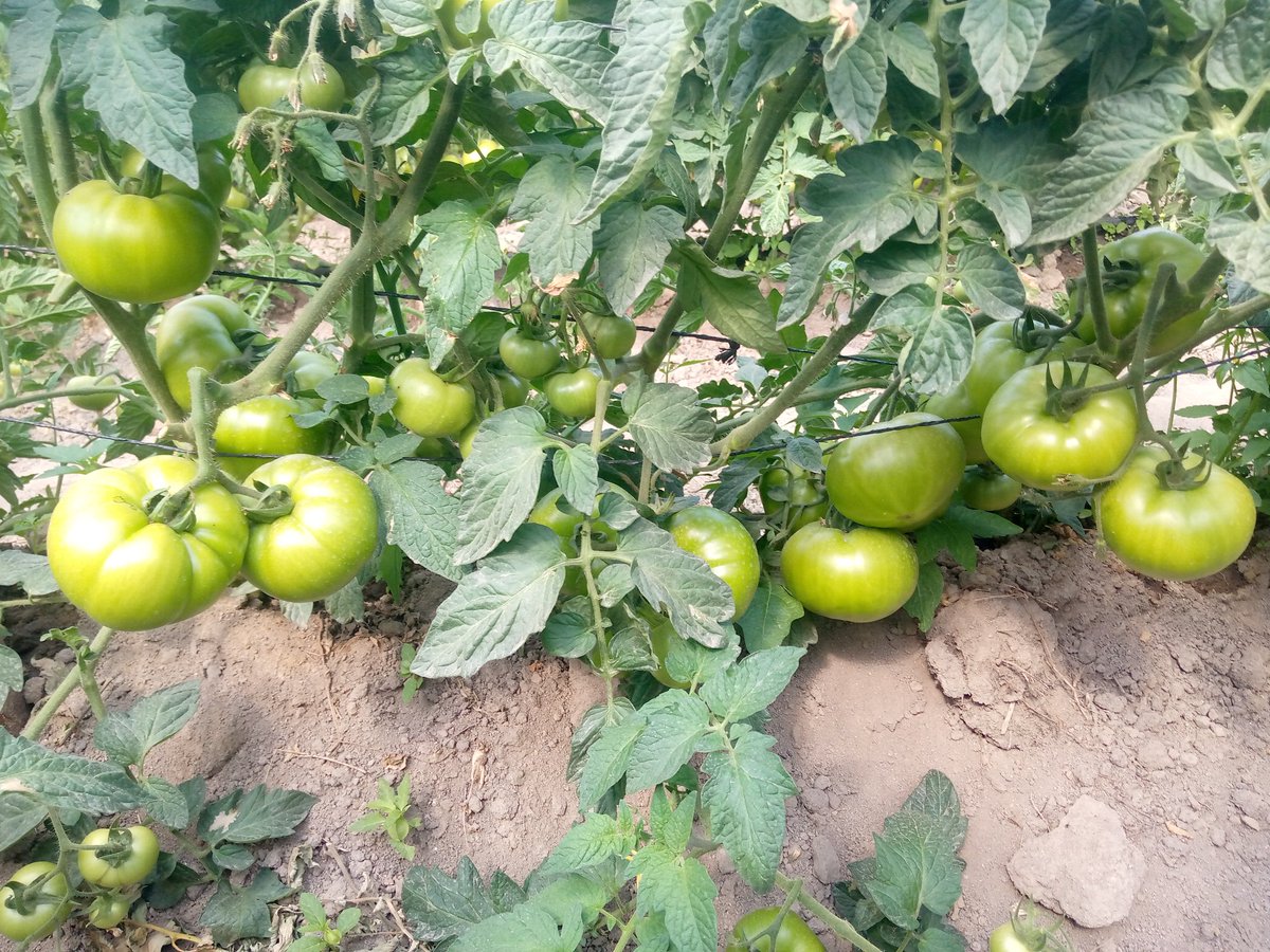 Maseko the Farmer tweet media