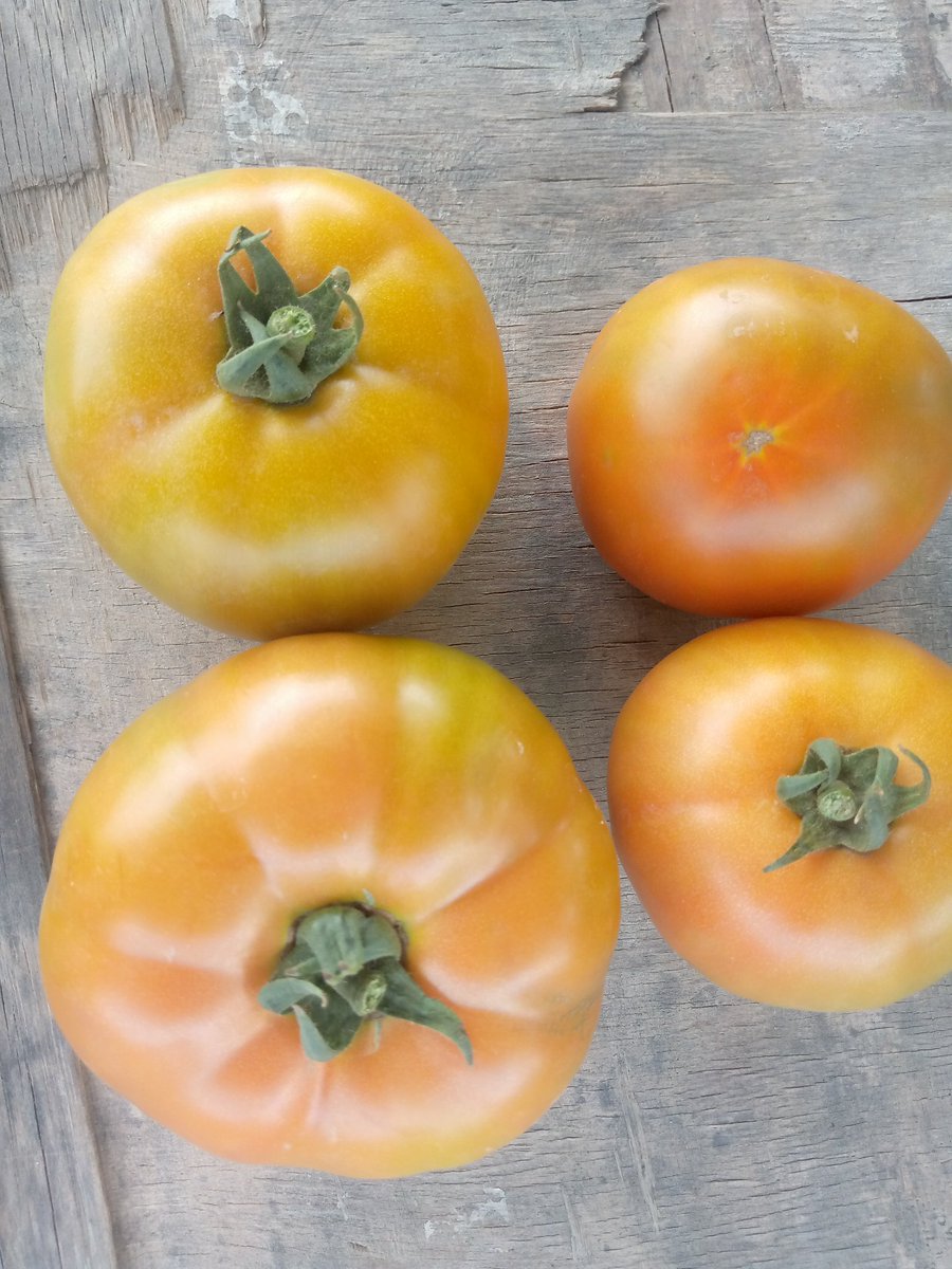 Maseko the Farmer tweet media