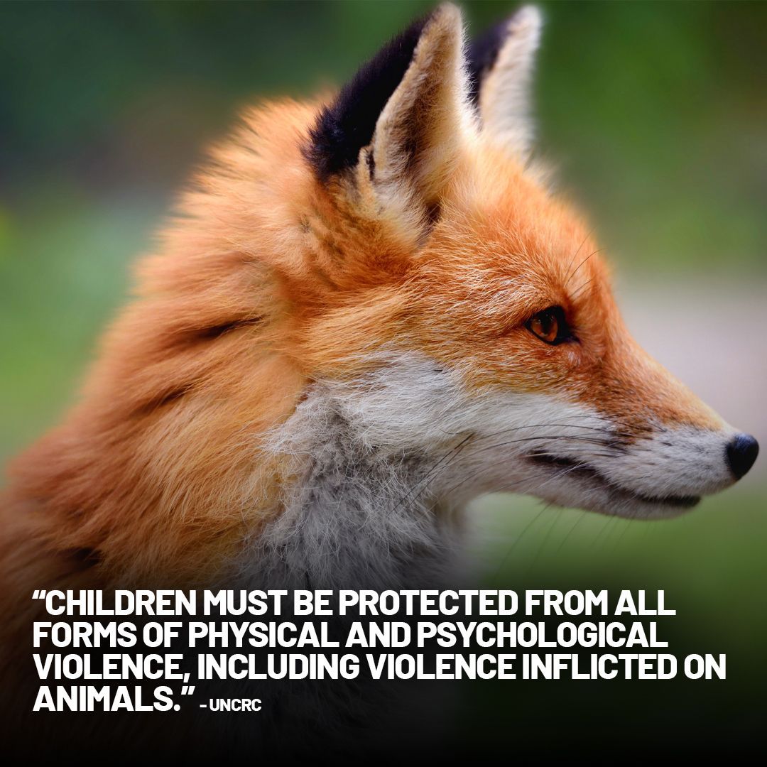 The fact that it's legal for children to participate in bloodsports is wrong. Help change that by signing our petition 👇
protectthewild.org.uk/ban-children-f…