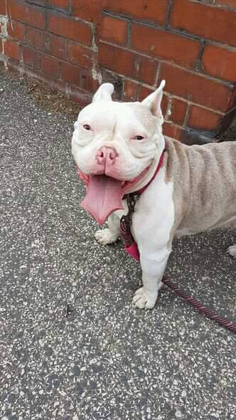 🆘7 AUG 2025 #STOLEN Darla #ScanMe
White &amp; Brown Pocket Bully Female
Town Centre, Wellington Street #Barnsley #SouthYorkshire #S70 1SS
doglost.co.uk/dog/199626