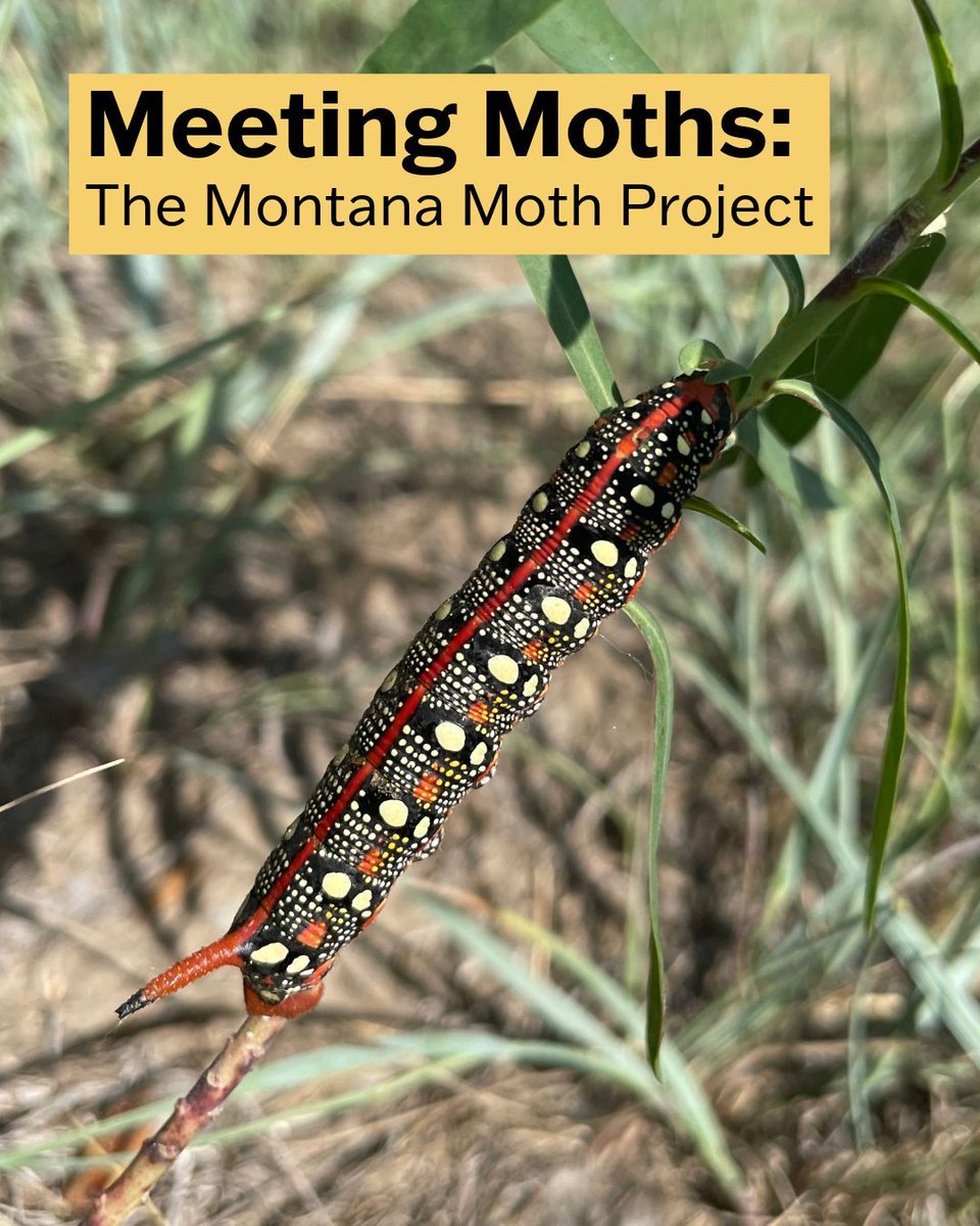 MSU_Extension's tweet image. Scientists in Montana are studying the nocturnal pollinators, moths, through The Montana Moth Project. Learn more:
montana.edu/extension/lila…