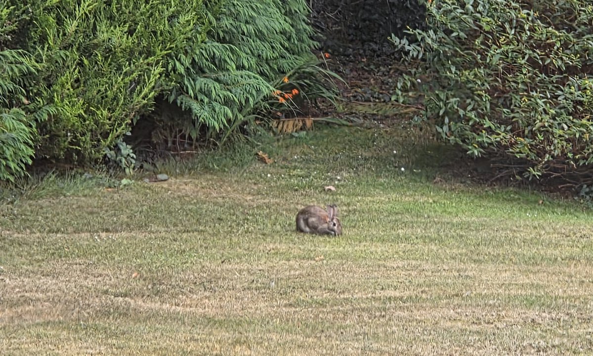 Tóirneach agus splainc arís ar maidin(thunder &amp;lightning again this morning). Cuairteoirí sa Daingean(visitors in Dingle).
Trá Ínse cuíosach folamh(Inch beach fairly empty). Níl alán féar ag an gcoinín(not alot of grass for 🐇
#300DaysofGaeilge 
#300daysofwalking 
#GaeilgeGachLa