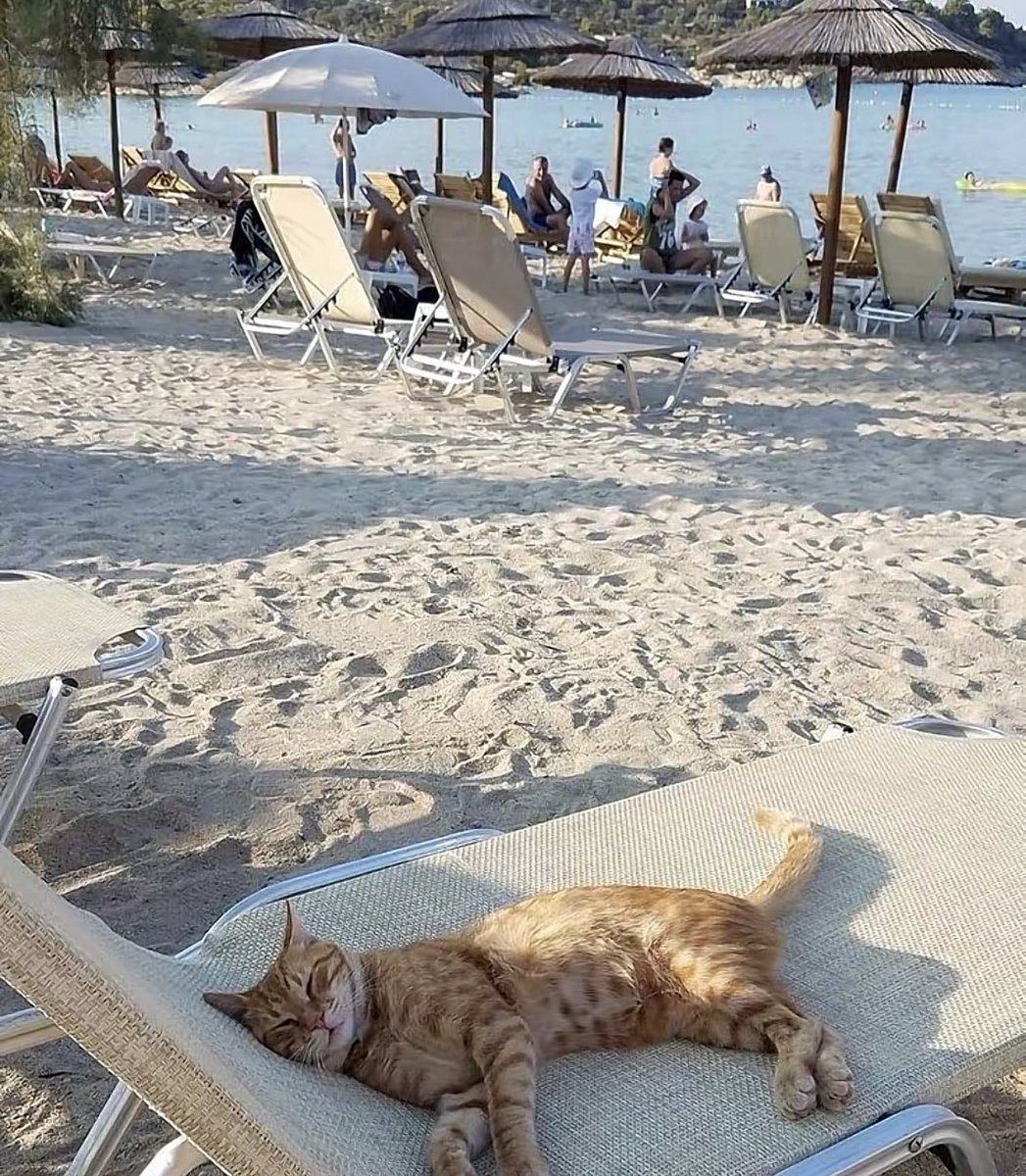 When I came back, I found this cat had taken my spot. I’ll let it enjoy and move somewhere else.