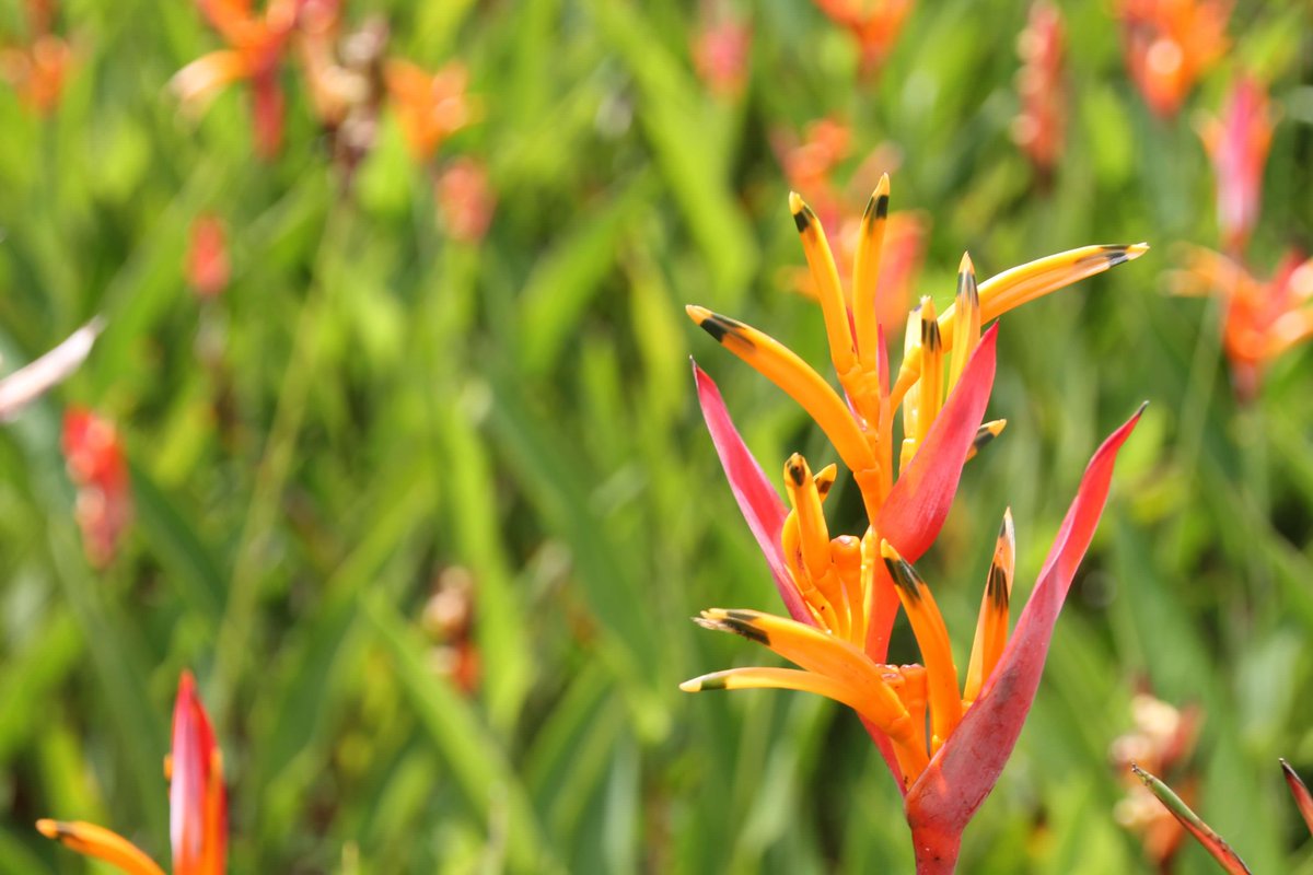 Friday 22 August

Today’s Daily Picture Theme is ‘Flowers'

RT or reply with your own photo 

Tomorrow’s theme will be ‘Glimmer'

#DailyPictureTheme

Can one ever have too many bright flowers to photograph?
